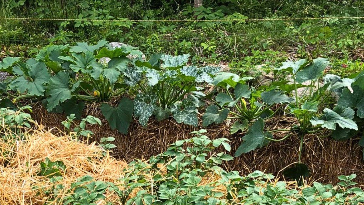 Straw Bale Gardening: An Easy & Effective Way to Grow Food
