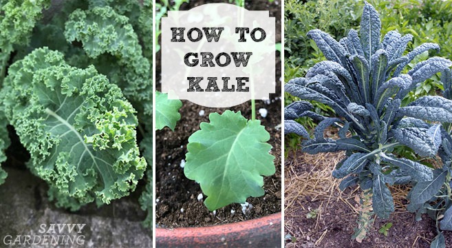 How to grow kale: Sowing seeds, pest prevention, and harvesting tips