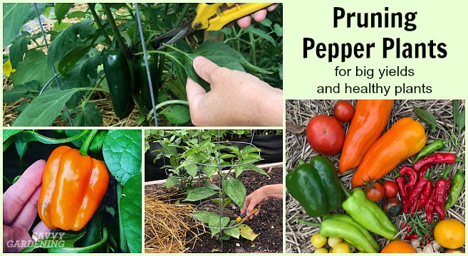 How to prune pepper plants