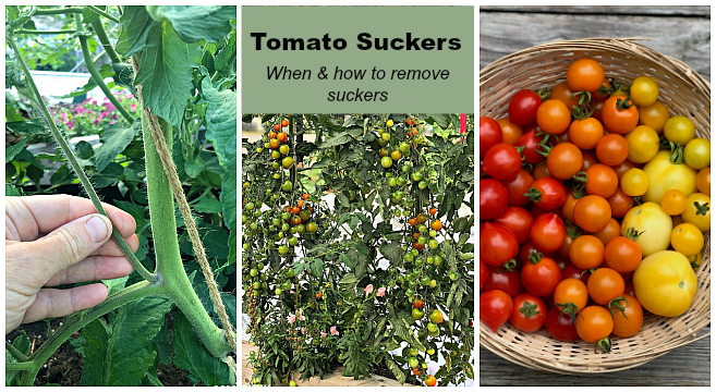 When and how to prune tomato suckers