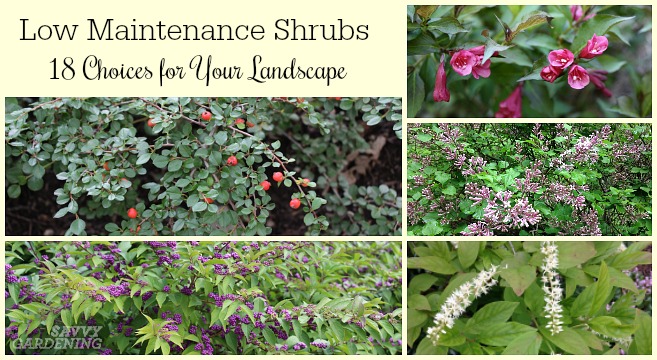Low Maintenance Shrubs 18 Choices For, Dwarf Bushes For Landscaping In Florida