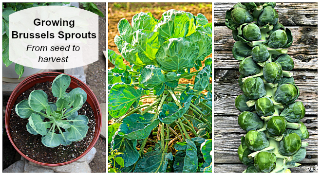 growing Brussels sprouts from seed to harvest