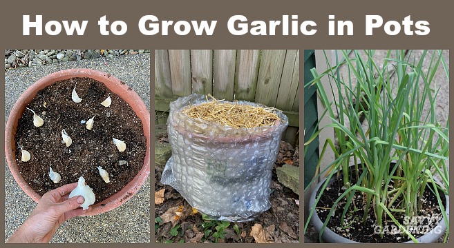Garlic Live Plants Organic Culinary Herb READY NOW ! 25 