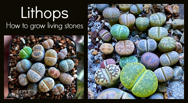 Collecting and caring for living stones