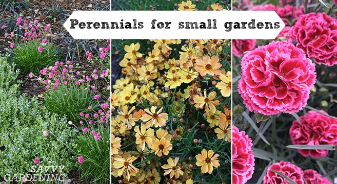 Perennials for small gardens