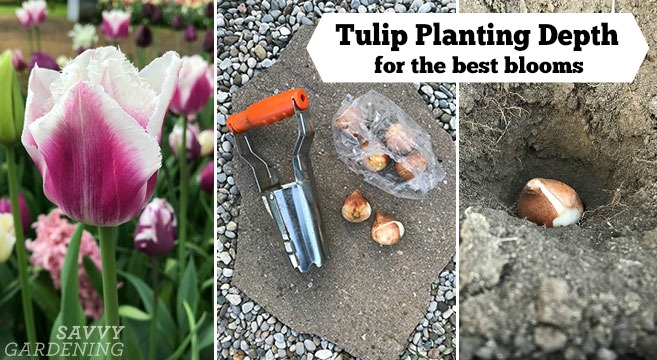 The right tulip planting depth for the best blooms