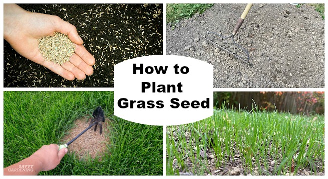 Tips for planting grass seed