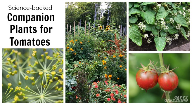 Best Tomato Companion Plants: Boost Growth & Repel Pests