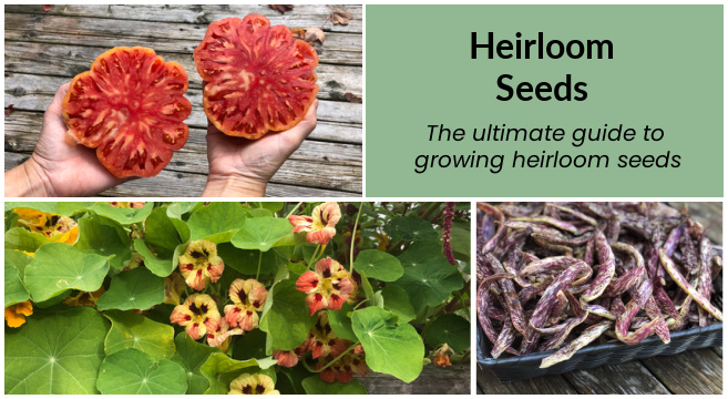 Heirloom seeds add color and diversity to a vegetable garden.
