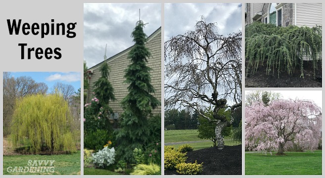 Weeping Trees 14 Beautiful Choices For, Ornamental Landscape Trees