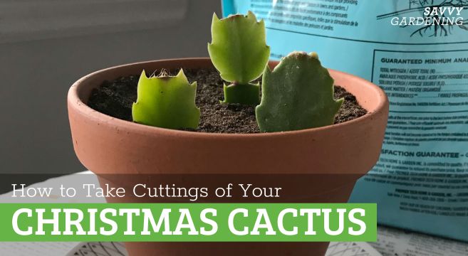 how to take Christmas cactus cuttings