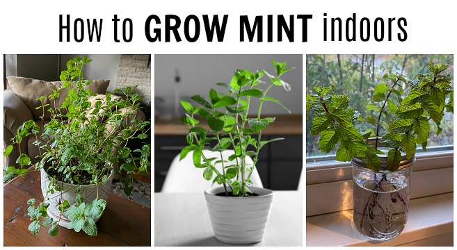 Growing mint plants indoors