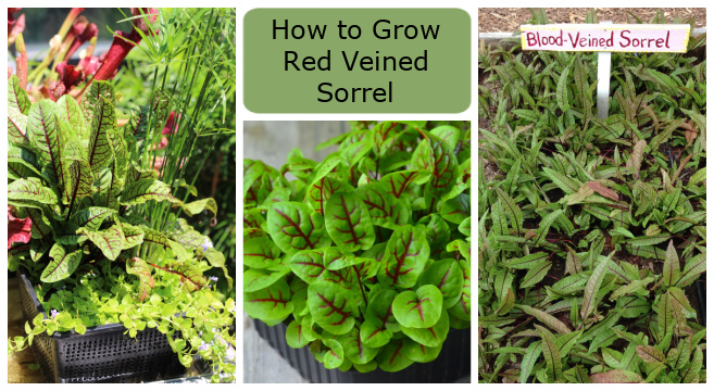 How to grow red veined sorrel