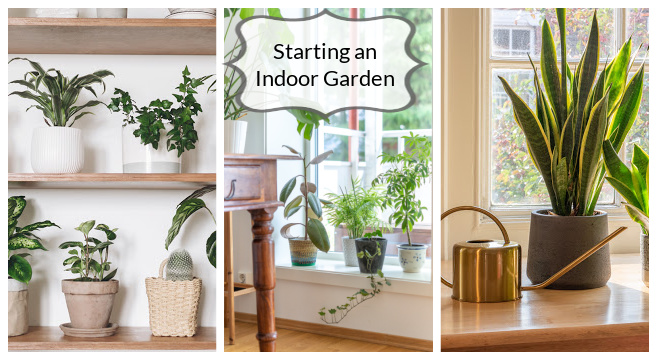 When starting an indoor garden consider light, humidity, and water.