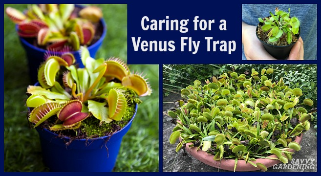 Venus Flytrap - Rocket Farms