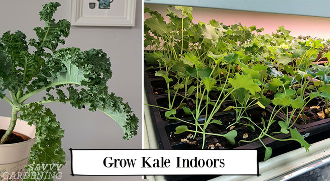 how to grow kale indoors