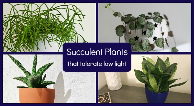 The best succulents for low light