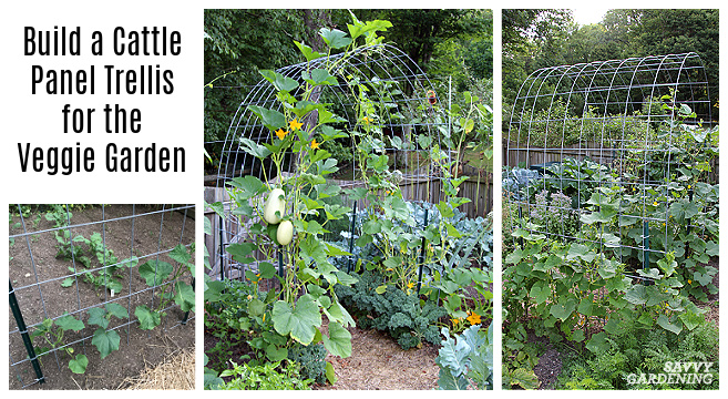 DIY vegetable garden trellis