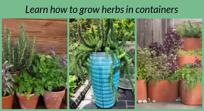 Learn how to grow herbs in containers