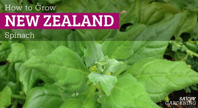 tips for growing New Zealand spinach