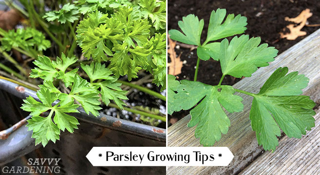 parsley growing tips