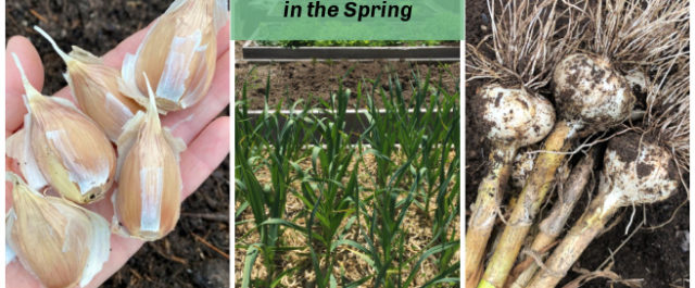 Planting garlic in the spring