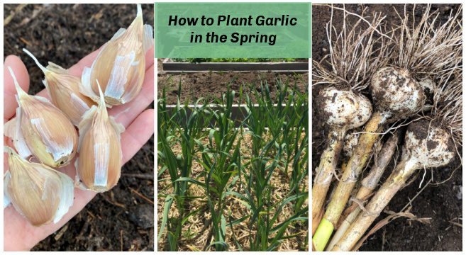 Planting garlic in the spring