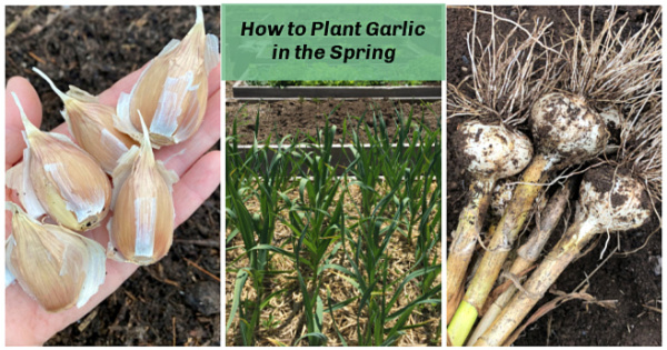 Spring Seed Garlic Planting Garlic in the Spring: Grow Big Bulbs From Spring Garlic