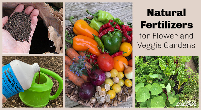 Best organic fertilizers for garden