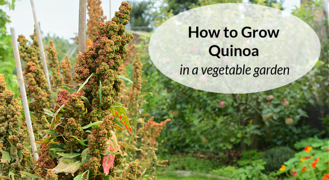 learn how to grow quinoa in a garden