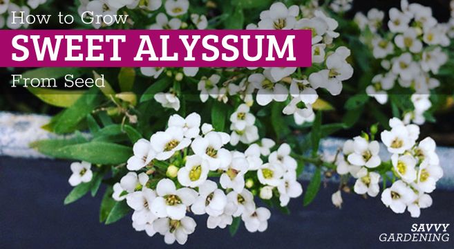 growing sweet alyssum from seed
