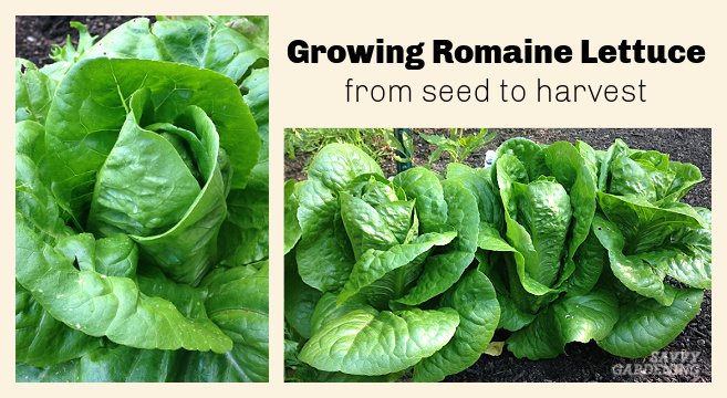 Does Romaine Lettuce Need Full Sun? - The Ultimate Guide for Growing Healthy Romaine