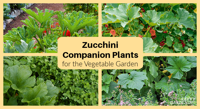 Using companion plants to grow a better garden