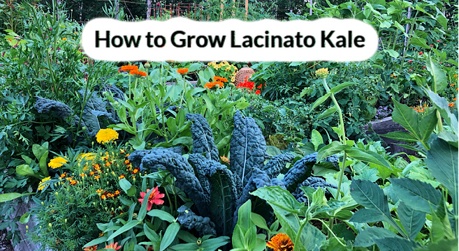 how to grow lacinato kale