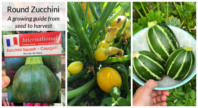 Round zucchini a growing guide