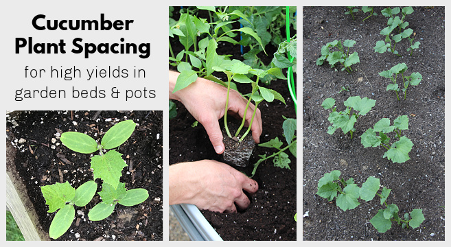 How to plant cucumbers