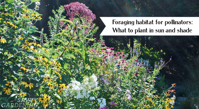 Foraging habitat for pollinators: What to plant in sun and shade