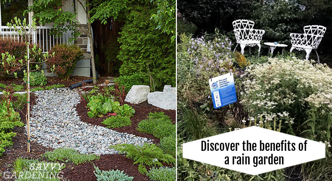 rain garden benefits and tips