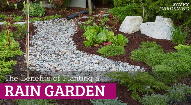 Advice on creating a rain garden