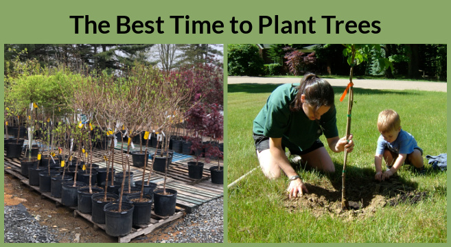 The best time to plant trees