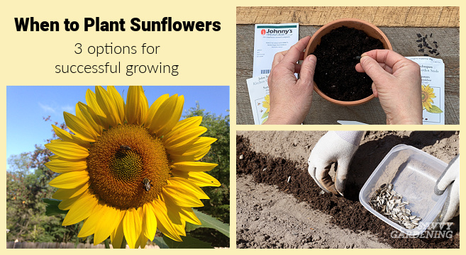 Planting sunflowers in the garden