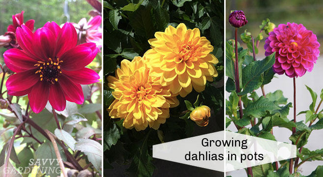 dahlia sprout