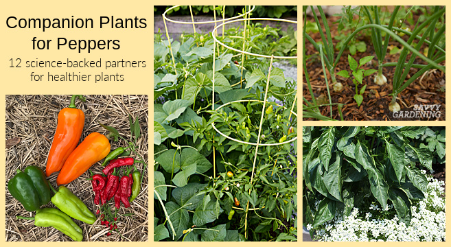 Companion planting strategies for pepper plants