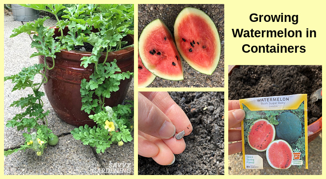 Planting container watermelons