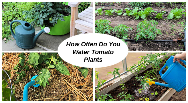 how often do you water tomato plants