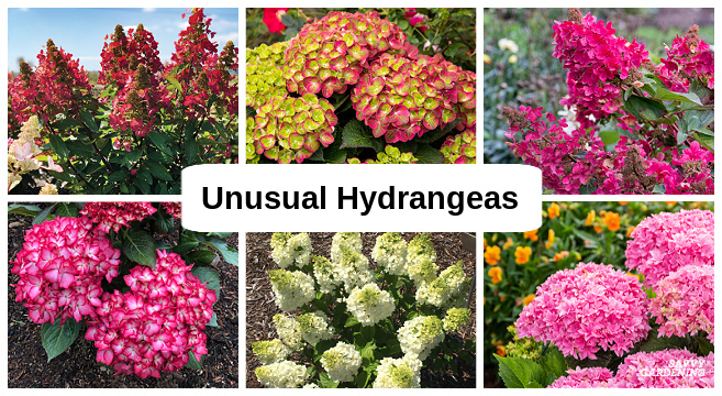 Unusual hydrangea varieties