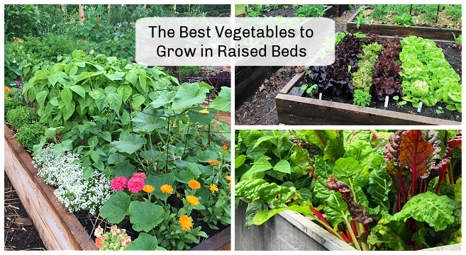 Best Vegetables To Grow In Raised Beds, Easy Raised Garden Bed Plants