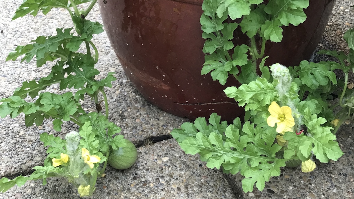 Growing Watermelon in Containers From Seed to Harvest