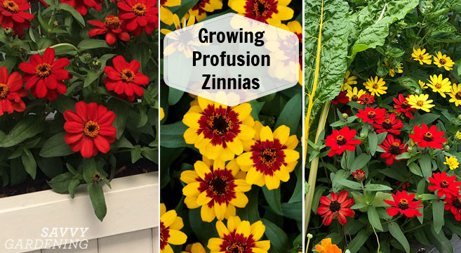 growing zinnia profusion