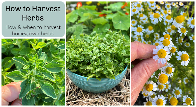 Learn when and how to harvest herbs